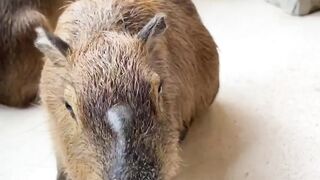 Capybara at BALI ZOO