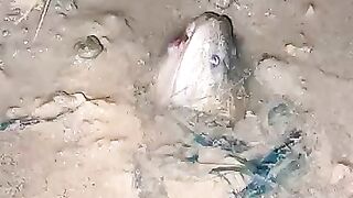 Looking for a fish or eel.. Thank for watching..!!