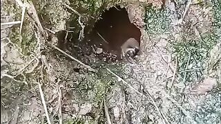 Looking for a fish or eel... Thanks for watching..!! 26