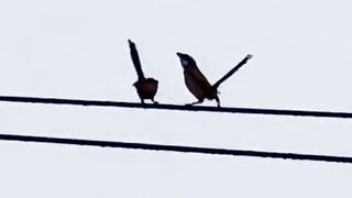 Male Shrike Bird Singing Beautifully to Attract a Female | Amazing Cendet Courtship Song