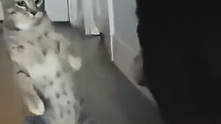 0037_KOT (✷ᴗ✷)