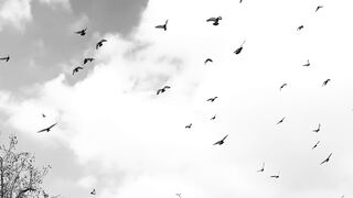 Funnyfuzzy - flock of birds soaring in clear sky | Trending HD Video