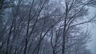 Winter Coat - low angle footage snow covered trees on a gloomy winter s day | Trending HD Video