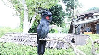 Bird king cockatoo at bali zoo