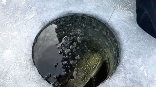 Giant Pike Through The Ice!