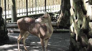 Beautyfull DEER at Bali zoo