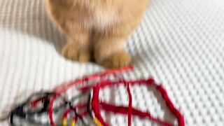 “When Your Cat Knows It’s the Boss”