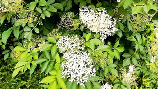 Kia Sportage - id | Trending HD Video