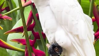 The Yellow-crested Cockatoo