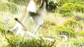 اقوى لحظات للمعركة في الغابات