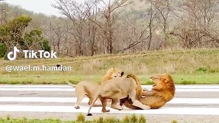 اقوى لحظات مرعبة  في عالم حيوانات