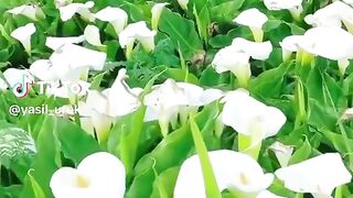 Beautiful flowers 36