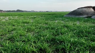 4K Computer Monitor - serene green field with boulders at daytime | Trending HD Video