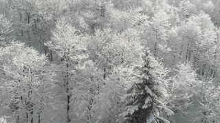 Snow boot - drone footage of snow covered trees | Trending HD Video