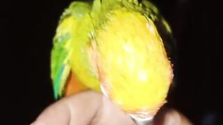 Yellow budgie