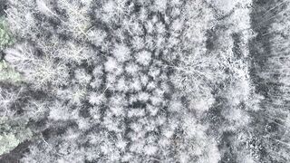 Snow boot - aerial view of snow covered winter forest | Trending HD Video