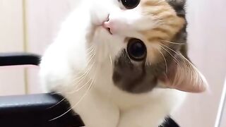 Cat cute 16