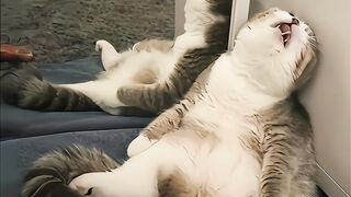 funny moments of cats sleeping