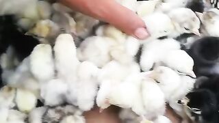 These multiple chickens