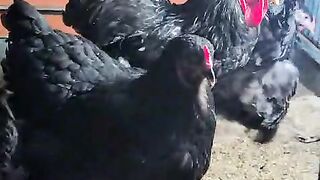 Black chicken 3