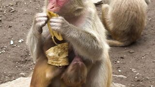 Funnyfuzzy - twin mommy | Trending HD Video