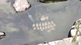 Real-life ninja turtles