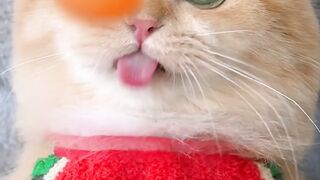 Kucing sedang bermain bola