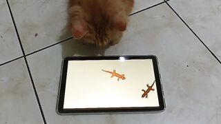 Kucing sedang lihat cicak