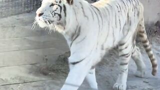 White Bengal Tiger