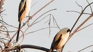Incredible Cendet Bird Courtship Song | Male Shrike Attracts a Female with Beautiful Calls