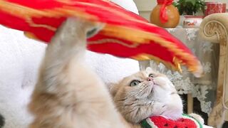 Kucing bermain atraksi seru