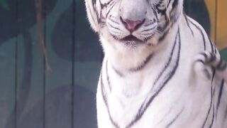 White Bengal Tiger 2