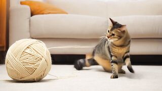 Kucing sedang bermain benang