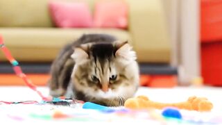 Cat are playing with the rope