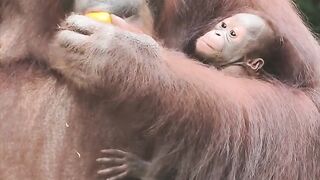 Borneo Orang Utan