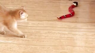 Voor de eerste keer mag je huisdier zijn natuurlijke jachtinstinct volgen! ???????? Kijk hoe hij speelt, rent en geniet van het moment. Dit is puur