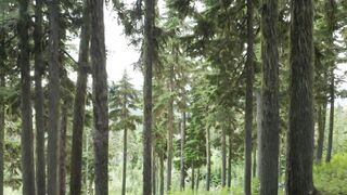 Winter solstice - id | Trending HD Video 80