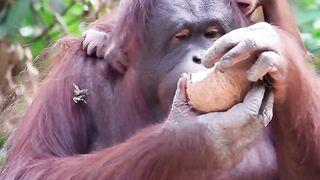 Orang Utan