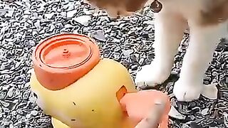 Kumpulan Komedi Kucing 6