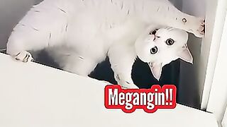 Kumpulan Komedi Kucing 8