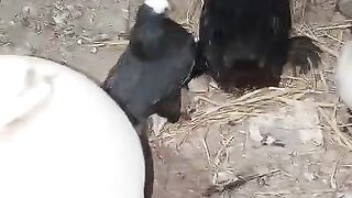 Black and white harbour