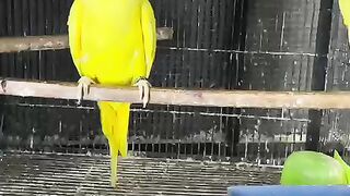 Parrot yellow teeth