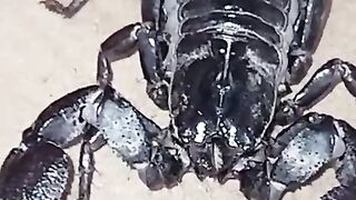 The upside of scorpion