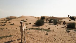 4K Computer Monitor - develer | Trending HD Video