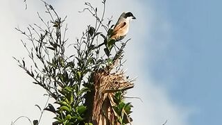 Romantic Moment! Pair of Cendet Birds Singing Together Before Building a Nest