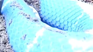 Blunt-headed slug snake is harmless to humans but deadly for snails