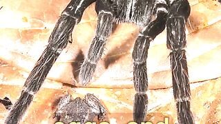 The Absolute Craziest Animal Facts Exposed #science #sciencefacts #wildlife #animals 2