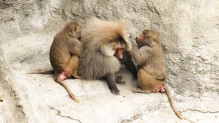 4K Computer Monitor - id | Trending HD Video 131