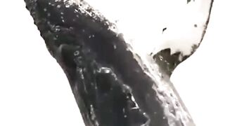 Mind-Blowing Animal Facts #animalfacts #wildlife #animals 2