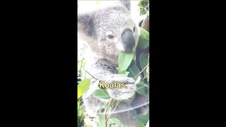 The Strangest Animal Noises on Earth! #animalfacts #wildlife #stranger #animals #noises